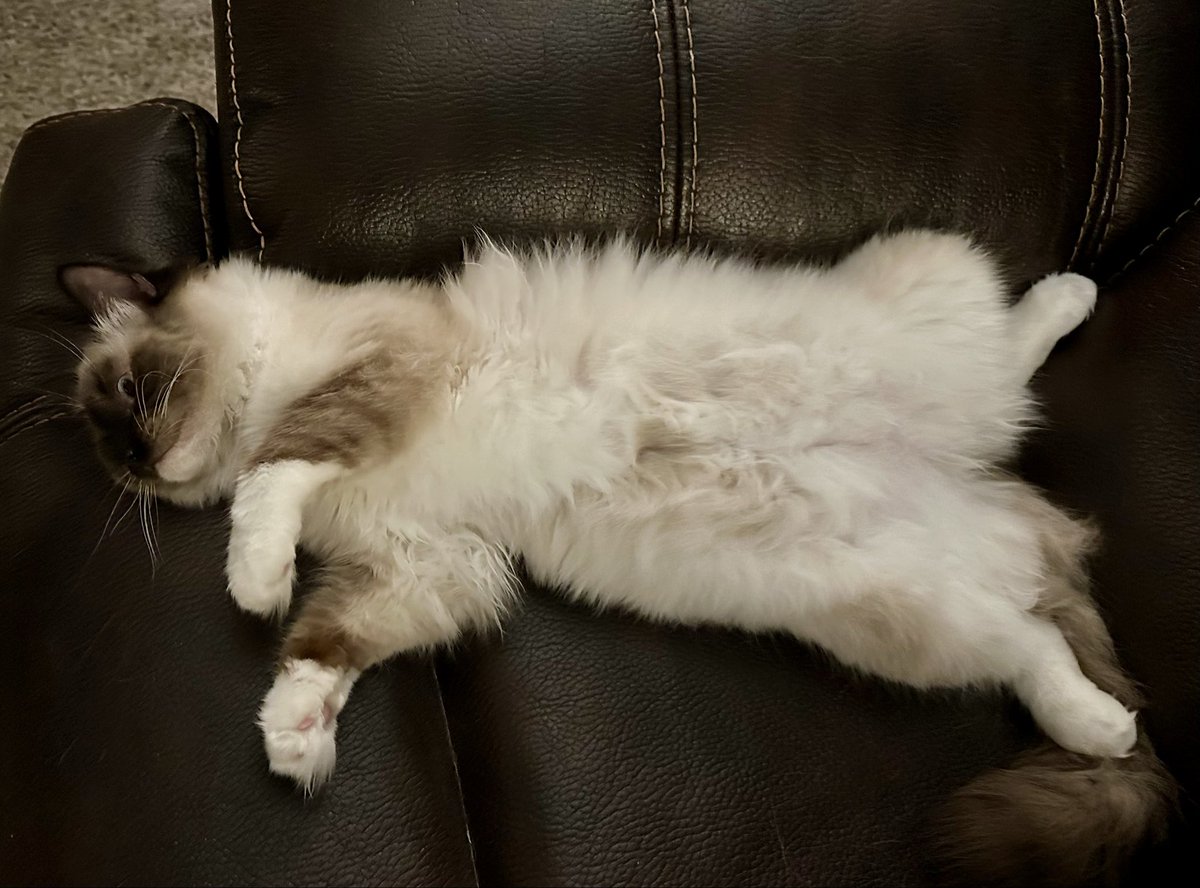 booklycatz's tweet image. Lookit this furry tum tum! It'll be shaved on Tuesday when Bailee gets her spay surgery. 

#catsoftwitter
