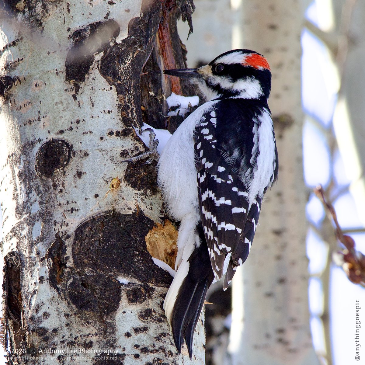 anythinggoespic's tweet image. A Woodpecker thinking about life...  
Follow for more relaxing nature photos!  
| Photo Gear | 
📷 Canon EOS R10 
Lens: Canon RF 100-400mm IS USM 
Focal length: 300mm 
ISO: 320 
F: 8 
Exposure: 1/500
#naturephotography #birding #shotoncanon