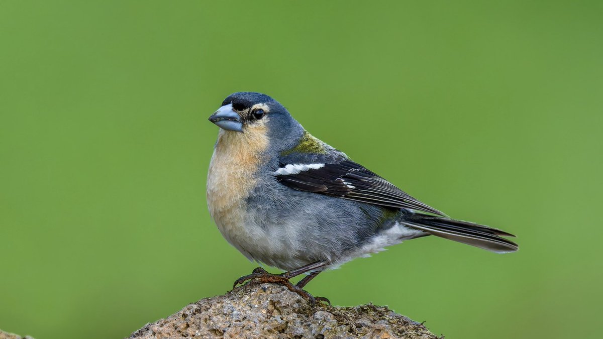 CarenJahre's tweet image. Azores Chaffinch (endemic), seen on Sao Jorge Island in the Azores, Portugal. #birdphotography #birdwatching 
#BirdsSeenIn2026