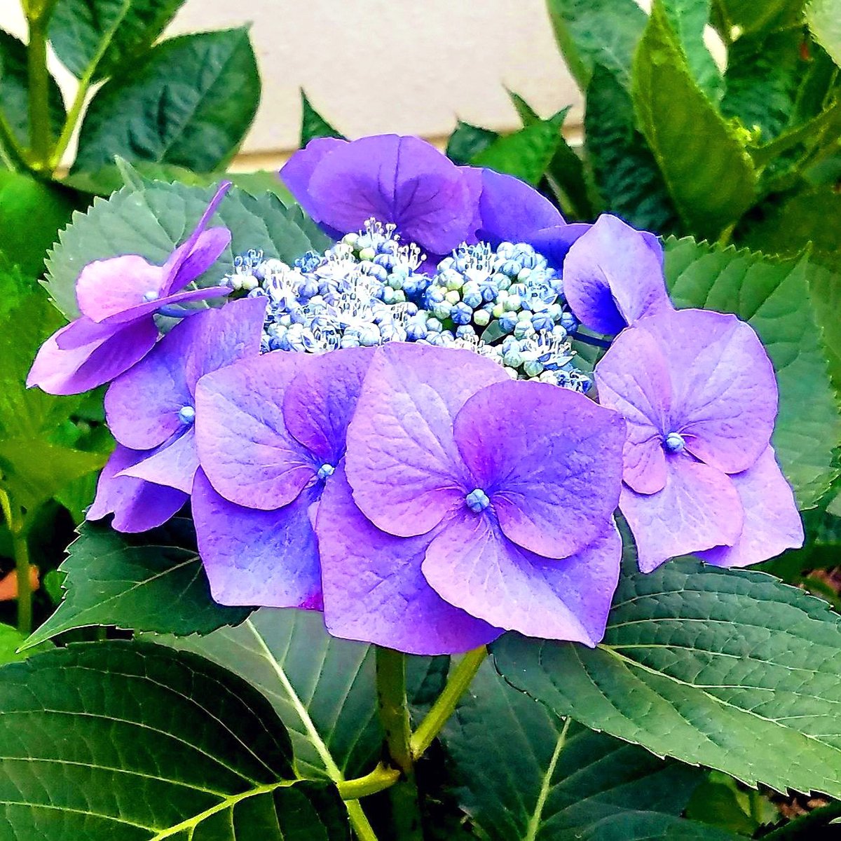💙青い空と、満腹太郎💙 tweet media