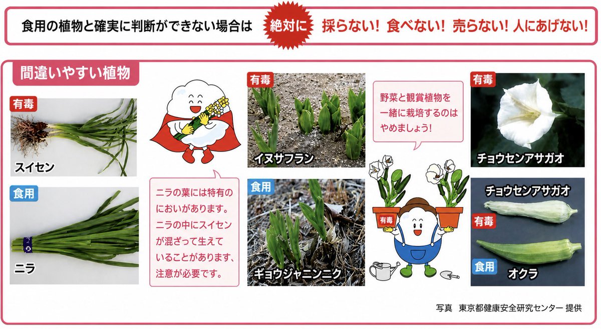 みどりの日 🌿植物と親しんでほしいけど、食用と確実に判断できない