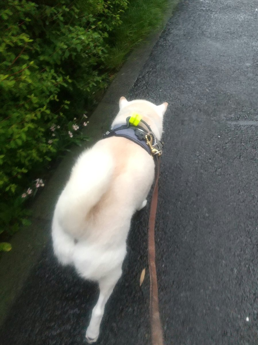 柴犬KOTARO＆パパ tweet media