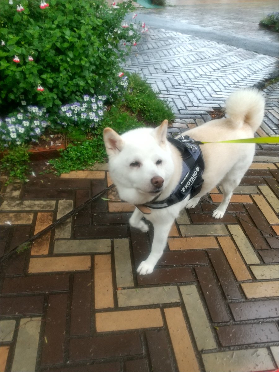 柴犬KOTARO＆パパ tweet media