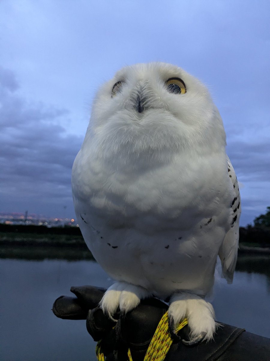 wattan0214's tweet photo. Morning walk 🦉✨
朝さんぽ
#シロフクロウ #snowyowl #fluffy #birdlovers #feathery #cute https://t.co/zEbwlujpih