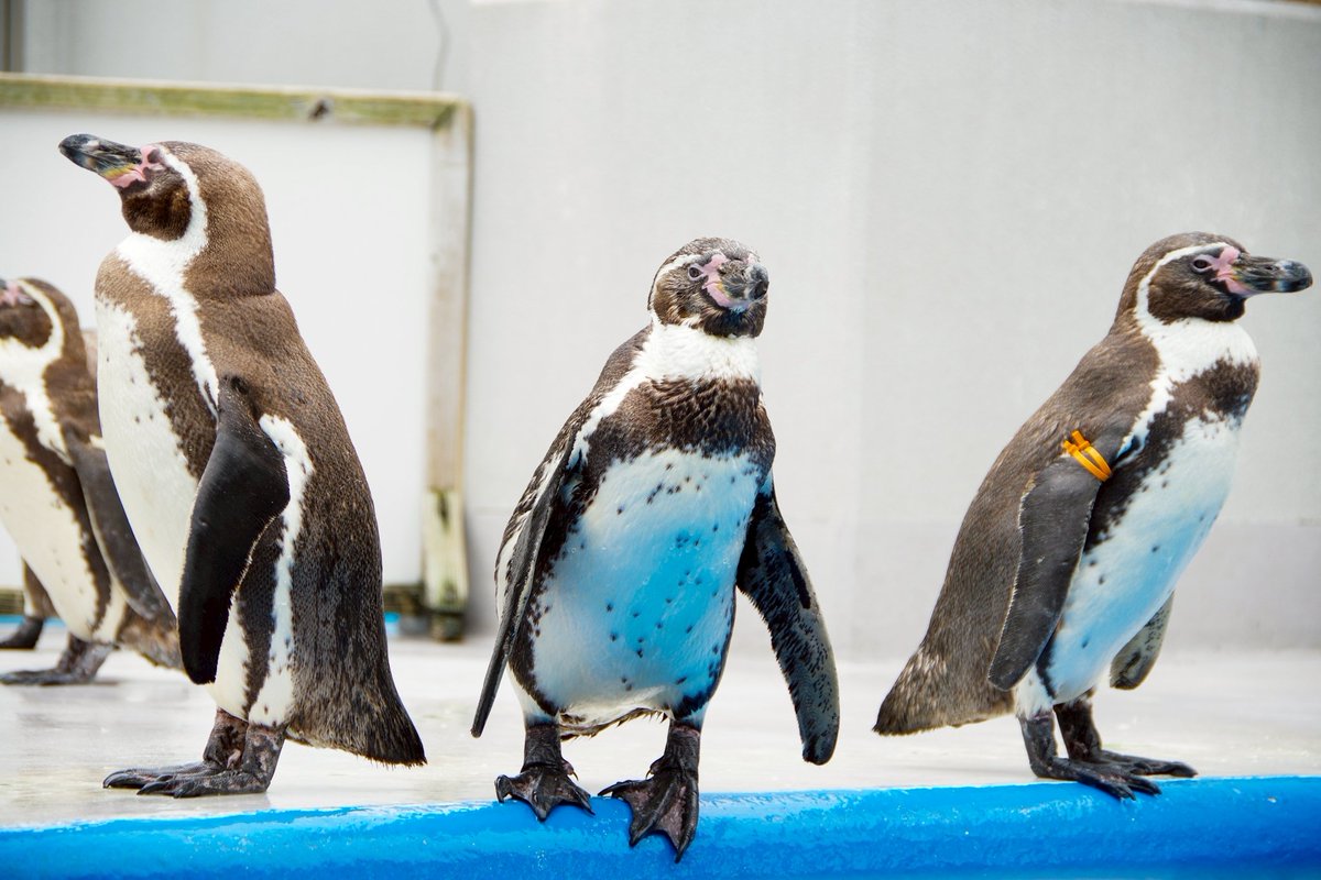 おはようございます🐧