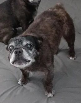 KeithOlbermann's tweet photo. LEONARDO IS MISSING ON THE WEST SIDE: last seen at 45th and 10th. He's 20 pounds and chipped:  985170001538959. If you've seen or found him please call 888-466-3242 and PLEASE RT LEONARDO! https://t.co/jjUvs824pH