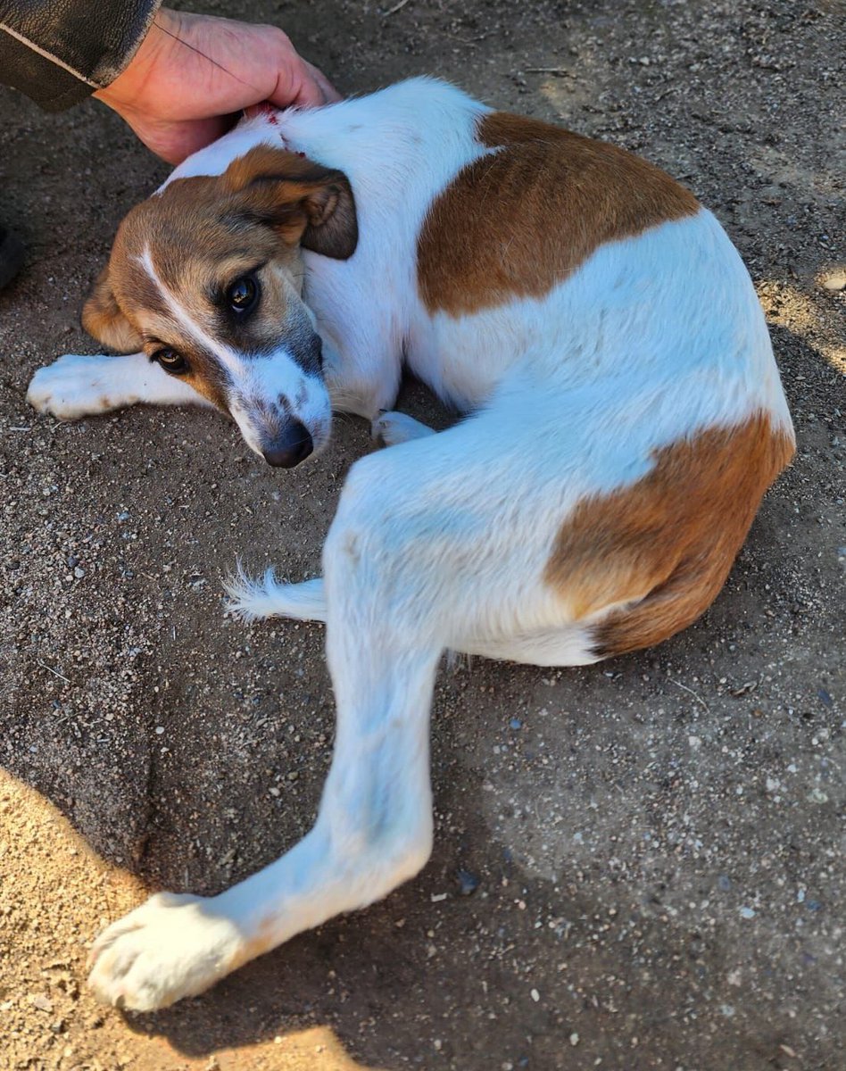 eltuitdemarsh's tweet photo. Urge HT u HD para esta cachorrita abandonada en la carretera de Curacaví. Está extremadamente delgada y su vida corre constante peligro en el lugar. Si puedes darle temporal o deseas adoptarla, comunícate al +56967200830. Favor RT!
#Curacaví https://t.co/xUKm0wqSrT