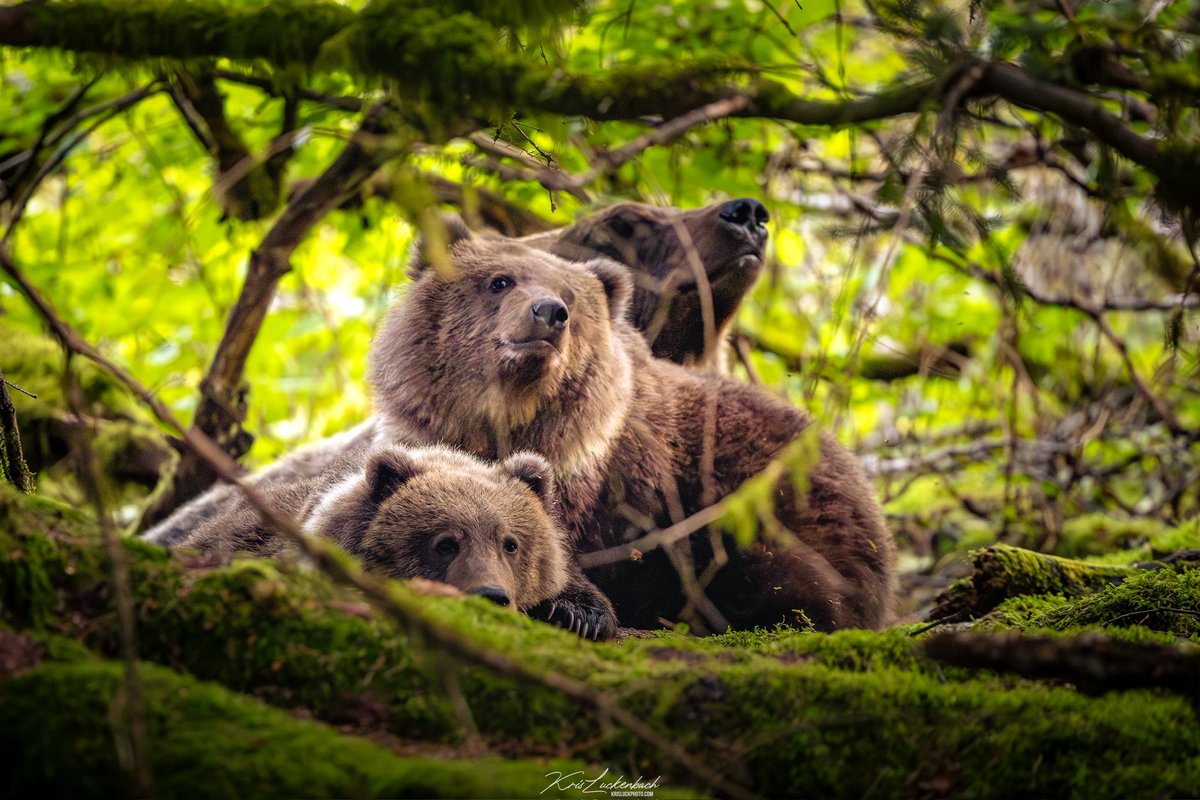 KrisLuckPhoto's tweet photo. Clear your mind (and bowels) with a walk in a Kodiak Island forest https://t.co/RTwd55kd1V