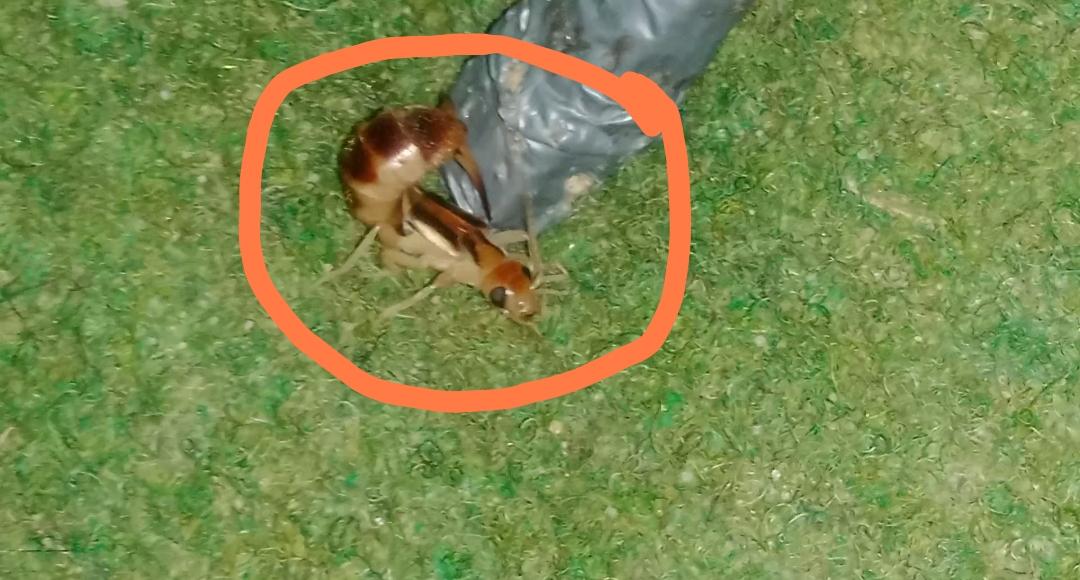 AllwhYwsf19046's tweet photo. How do I begin… my children are shaking in fear inside the tent 💔😔
Scorpions are venomous, insects everywhere 🦂🥺
They fear being bitten even while sleeping
Long nights, no safety…I feel helpless 😢
I need $70 to buy pesticide
Any help means safety 🙏
https://t.co/Vy8YssxQvx https://t.co/UVXHFcd2kb
