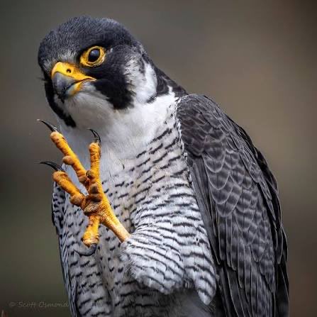 Falcon tweet media
