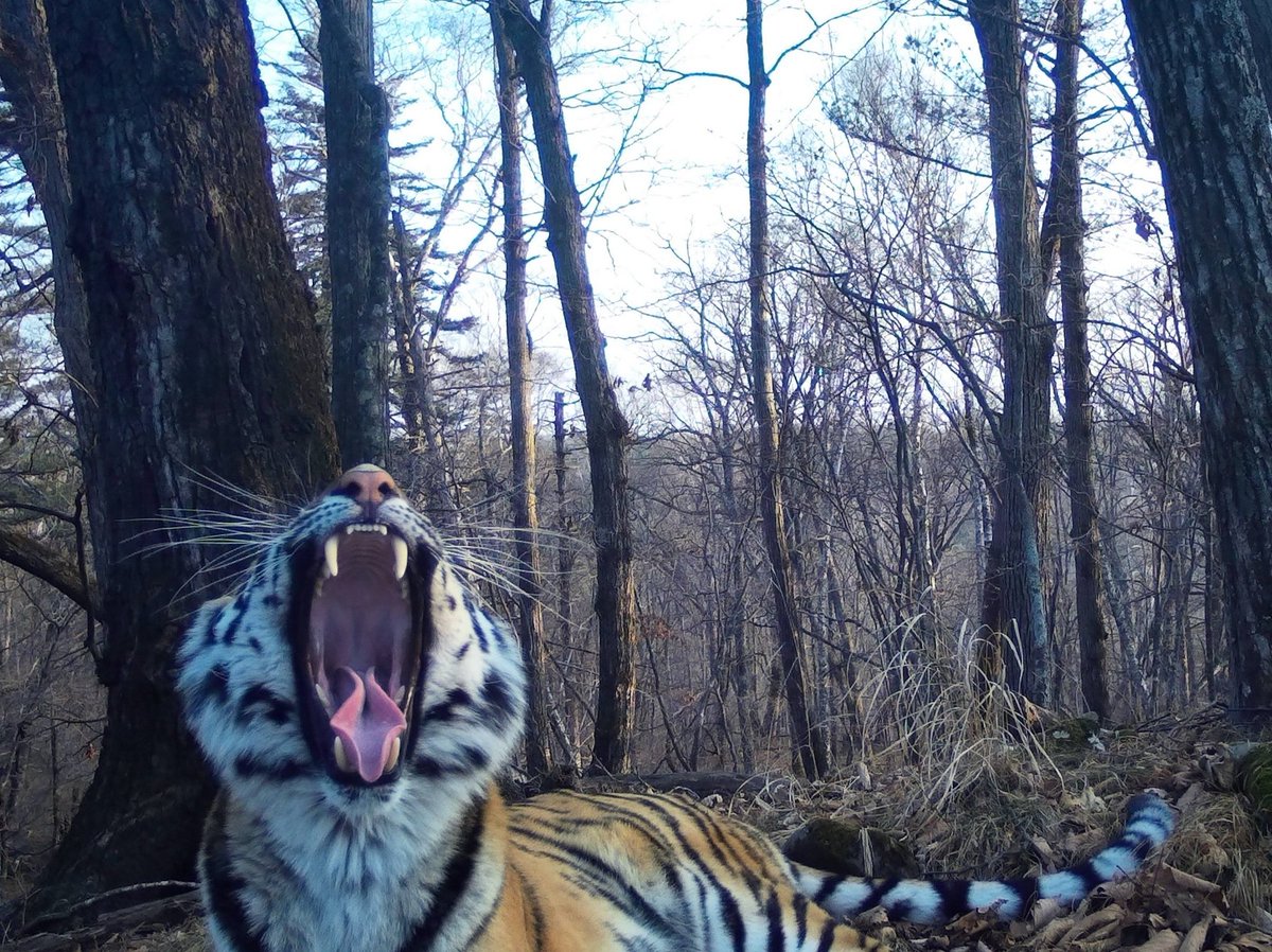 trailcam tweet media