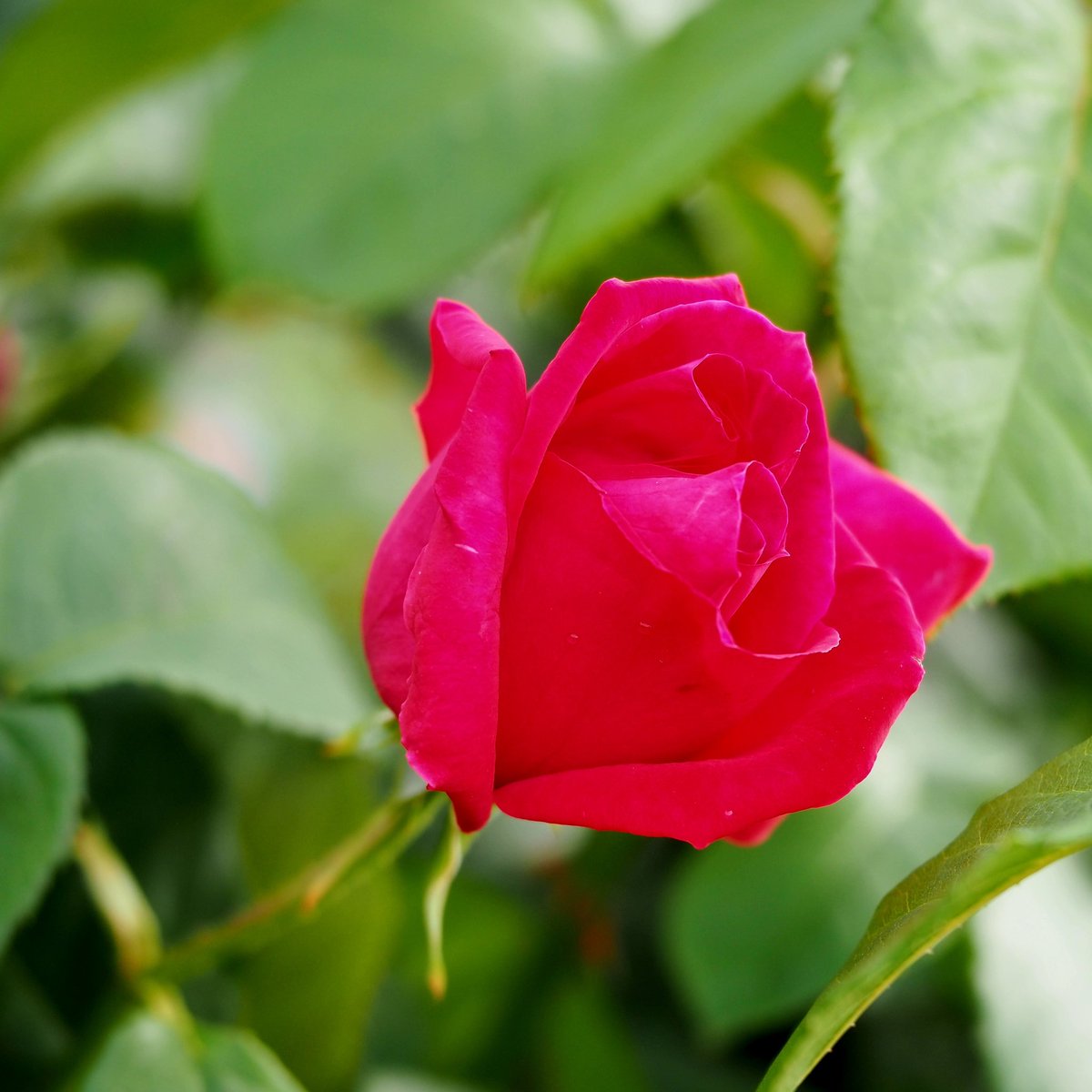 ☘️*ﾟᴄʜïï𓂃٭𓈒✜いいね❤消える✜ tweet media