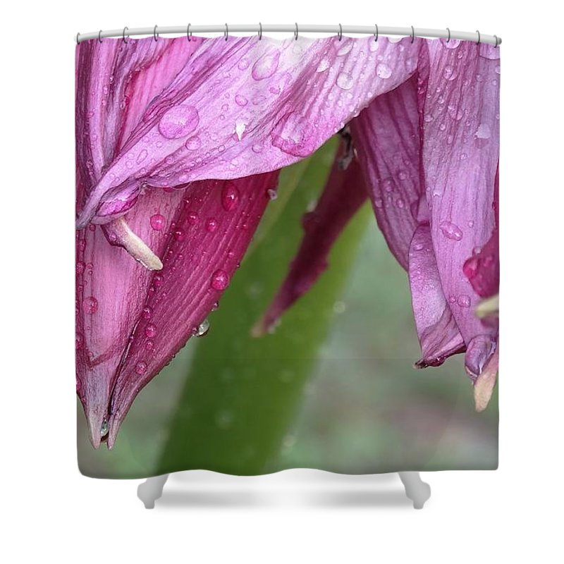 Angel617Liz's tweet image. lizette-tolentino.pixels.com/shop/shower+cu…"Gocce Di Pioggia" Shower Curtain. Many beautiful images to choose from. From nature images to cars and architecture, there is something for everyone. #Photography #NatureImages #Architecture #Gifts #ShowerCurtain #HomeDecor