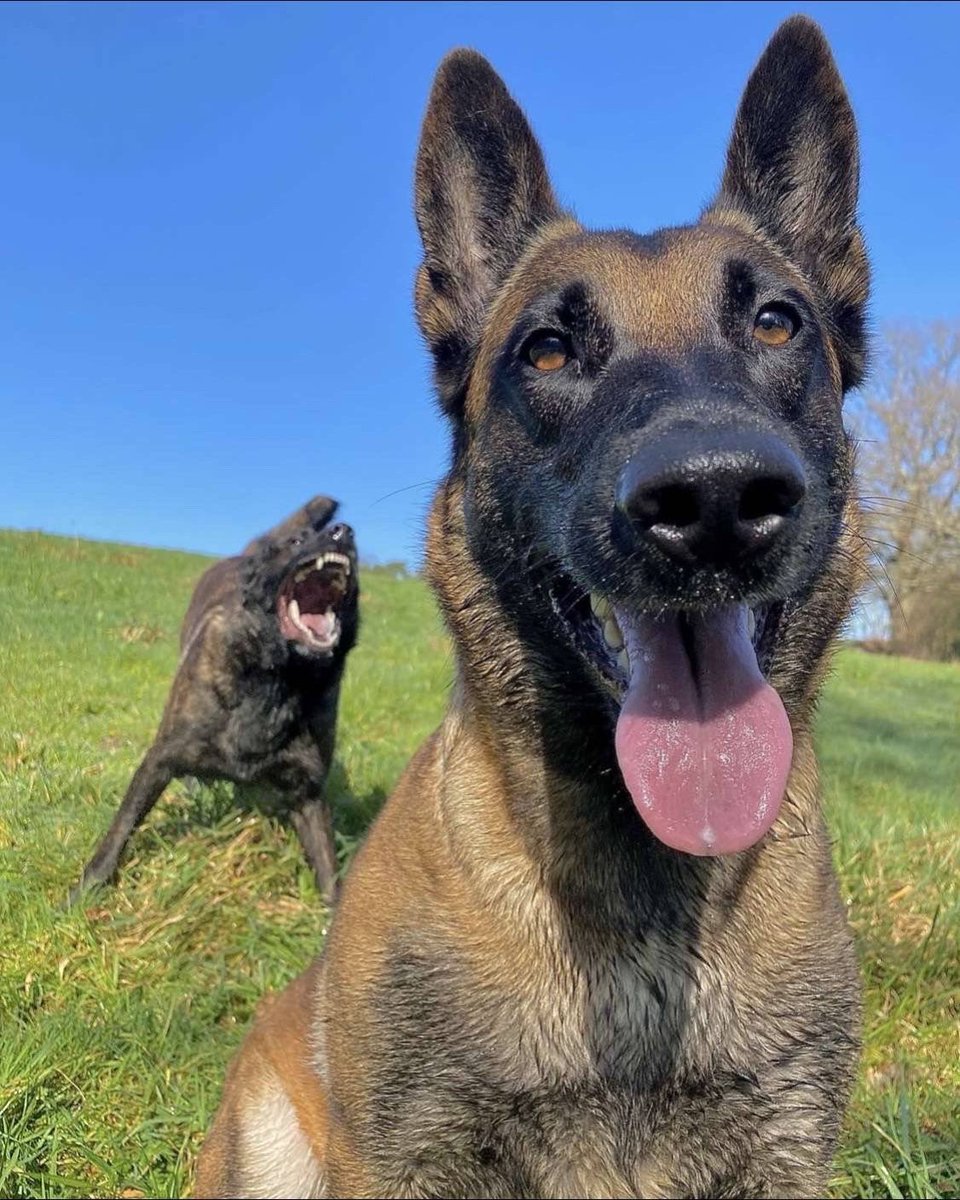 knotty_anabel's tweet photo. This is one very photogenic dog, and another equally photogenic dog with some brutal seasonal allergies. 13/10 for both https://t.co/JR7HqXRfHz