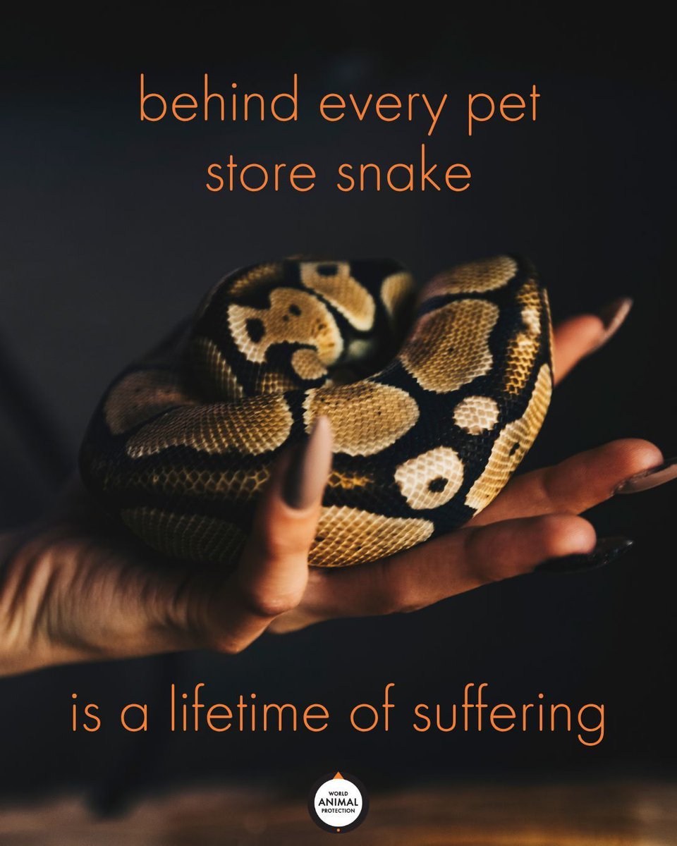 World Animal Protection US tweet media