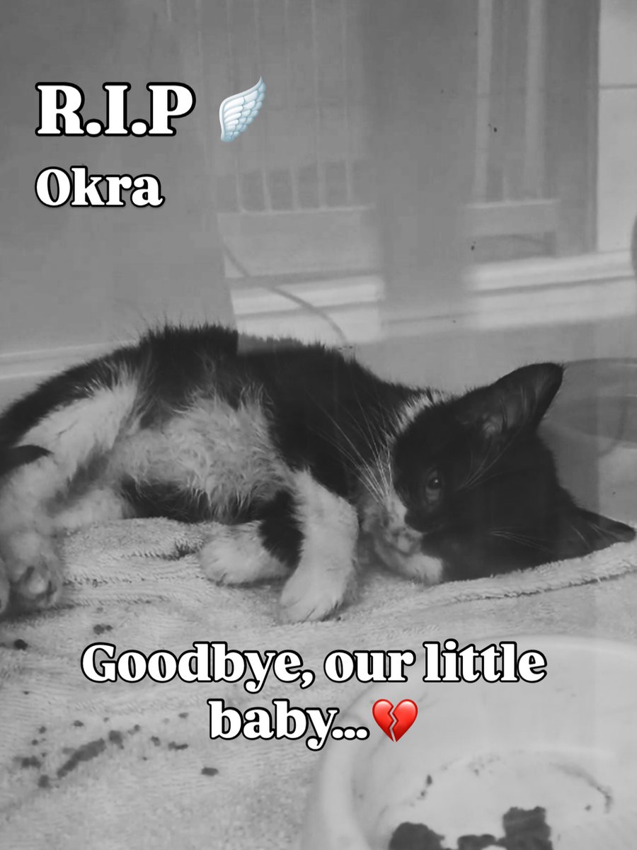 Mother Cat Rescue tweet media