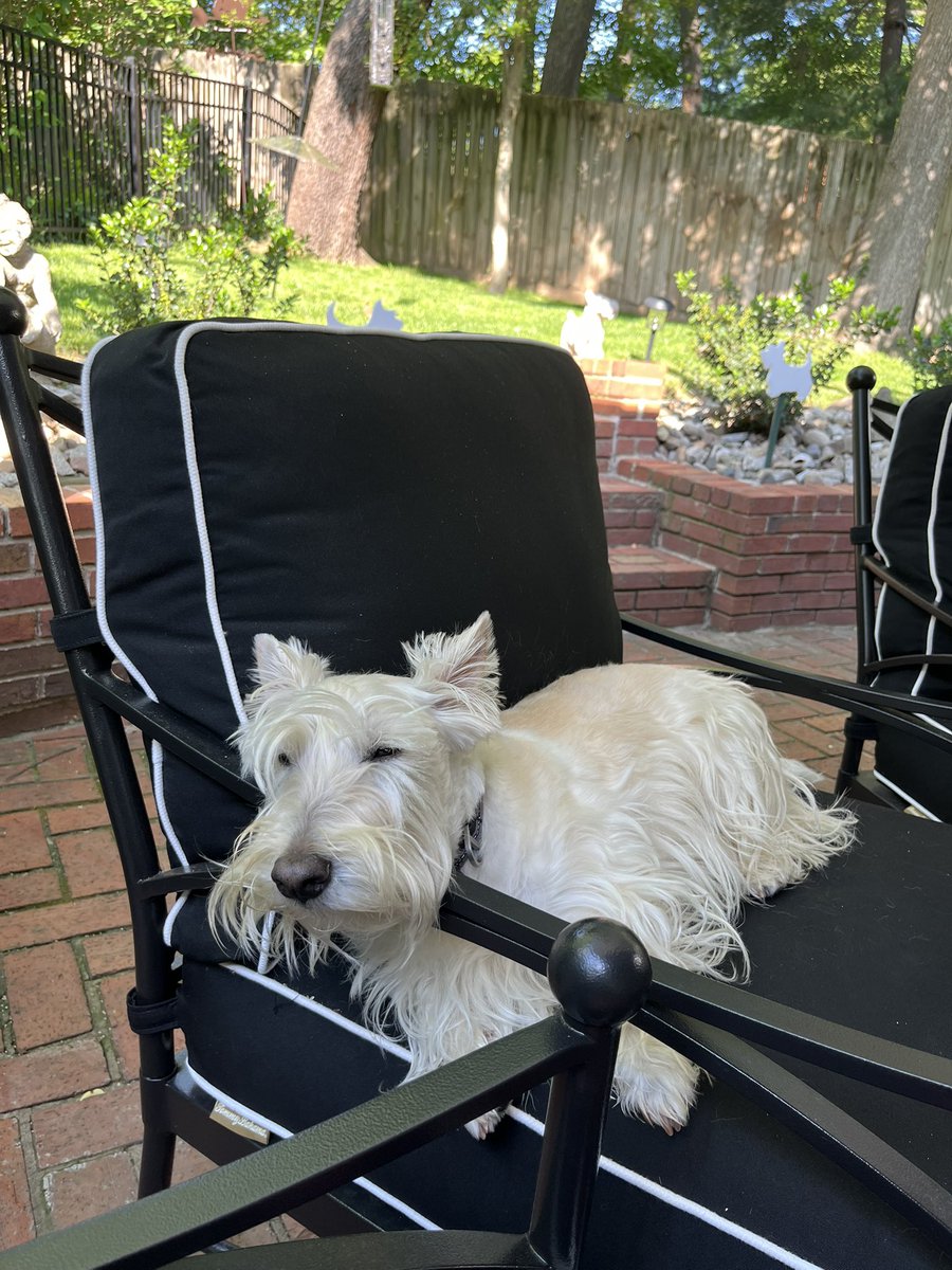 rozcar28's tweet image. Sunday napping….#Dogs #Scottishterrier #Snoozie