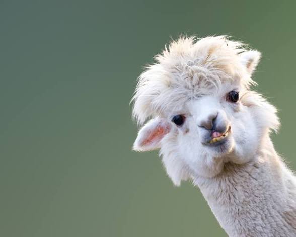 Alpaca tweet media