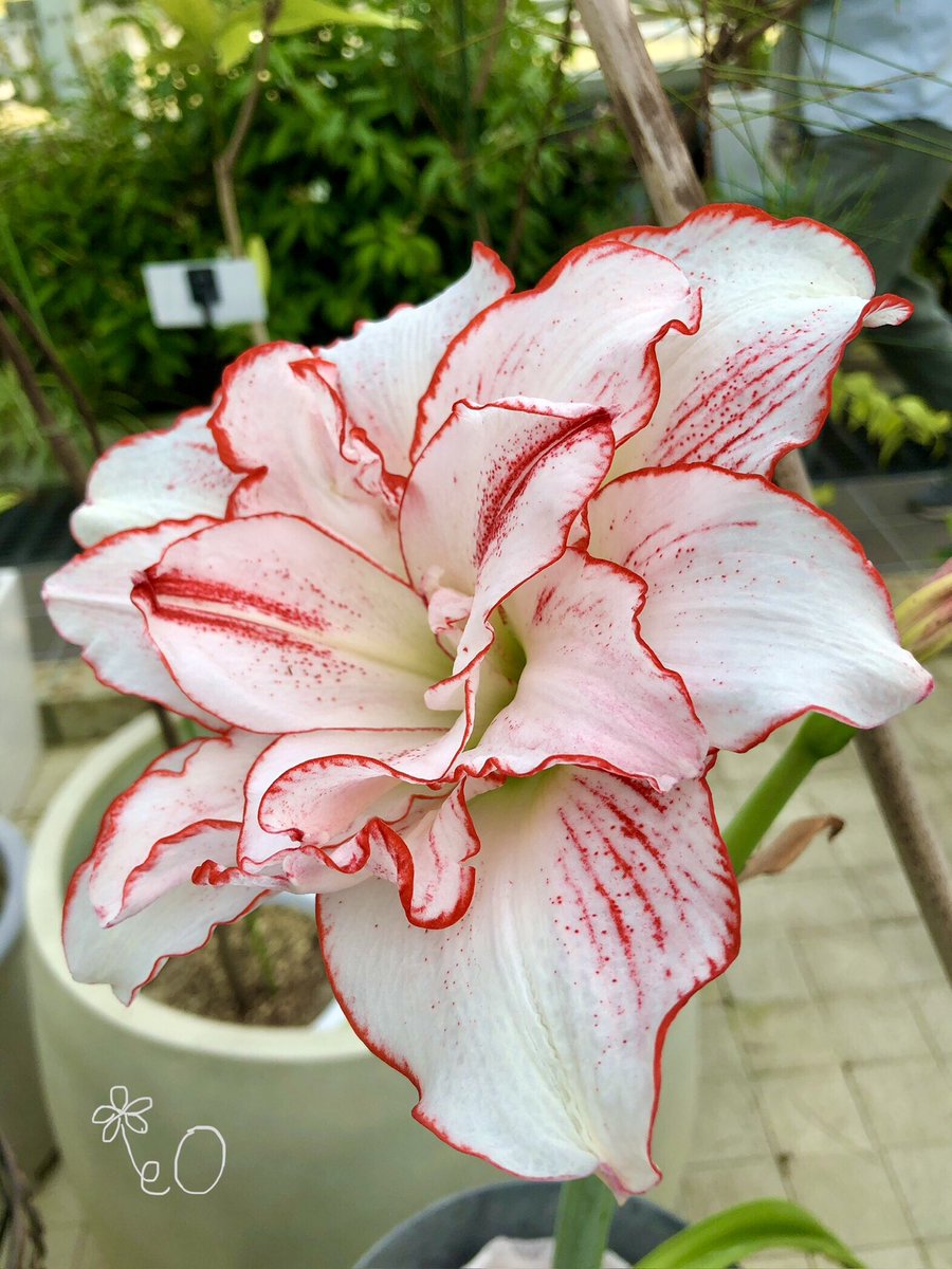 eO48544649's tweet image. おはようございます🌤️
今週もよろしくお願いします🌼
Good morning❣️
Have a happy Monday.🎌
#TLを花でいっぱいにしよう 
#FlowerPhotography
#アマリリス #Amaryllis 
#ナイトスターリリー 
#KnightsStarLily
（Knight’s star lily）
#バーバドスリリー
#BarbadosLily 
#白い花 #2色の花 #八重咲き