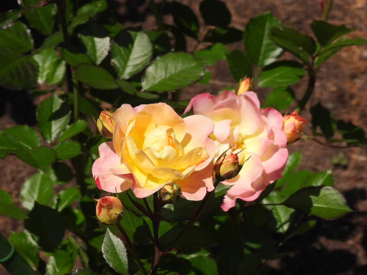 やなぎ’ｓ 写真館 📷 vol 334
バラの季節間近！🌹

井頭公園のバラ園のバラが咲き始めました！
まだほんのチョットですが、これから一気に咲くと思います！
5月9日～のローズフェスタにはたくさんのバラが観れると思います！