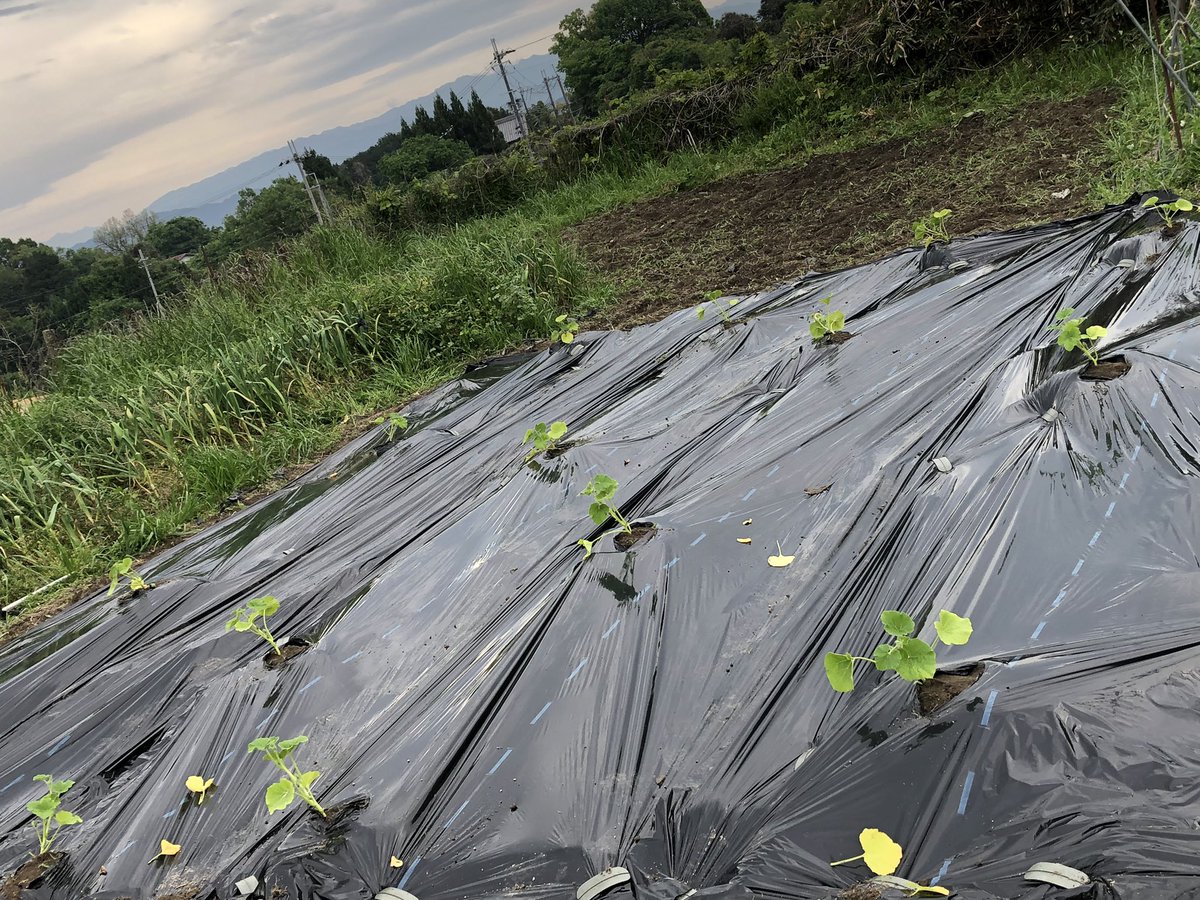 FJcATkTpnNAWGlw's tweet image. おは菜園（☀️）

みなさま今日もよろしくおねがいします😆
ゆるふぁいゆるふぁい🍅🍠

写真はカボチャとマクワウリの定植の様子です🎃🍈

今日は昨夜の大雨のメンテです💦