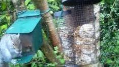 tourscotland's tweet image. Today's Tour #Scotland 4K #Spring Sunday wildlife nature camera travel video Blog clip of the sight and sounds of bushy tailed #Grey #Squirrels spotted opening feeder box and eating peanuts on morning visit and trip to my #Scottish cottage garden tour-scotland-photographs.blogspot.com/2026/05/grey-s…