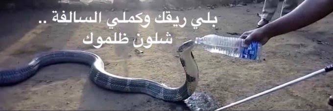 Bluccolo | علي tweet media