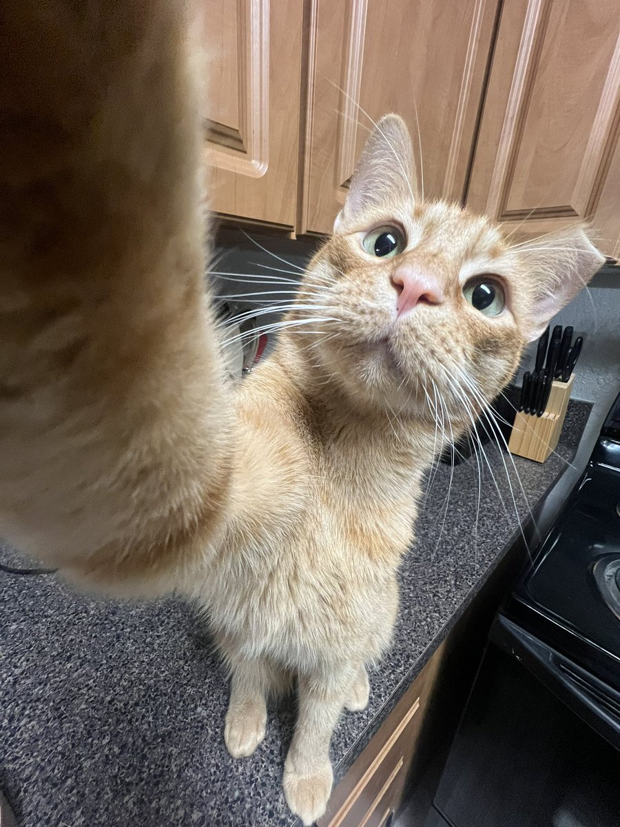 goofiestgoobie tweet picture