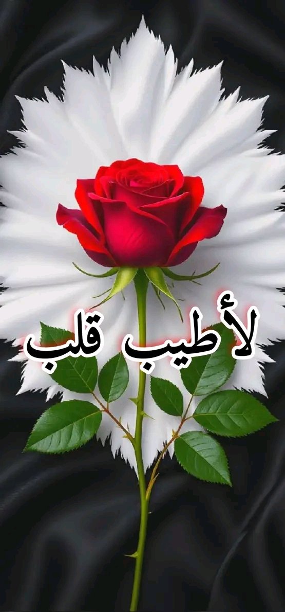 يوسف الجزائرى tweet media