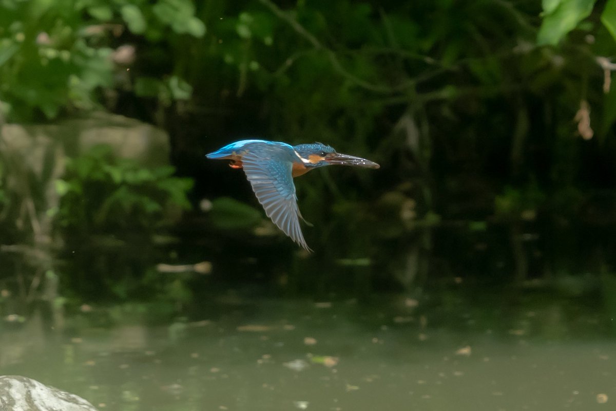 saoricamera's tweet photo. いい感じに撮れました🙌✨

 #カワセミ  #野鳥  #カメラ好きとつながりたい  #カメラ垢 https://t.co/ZAxDc4U9Nc