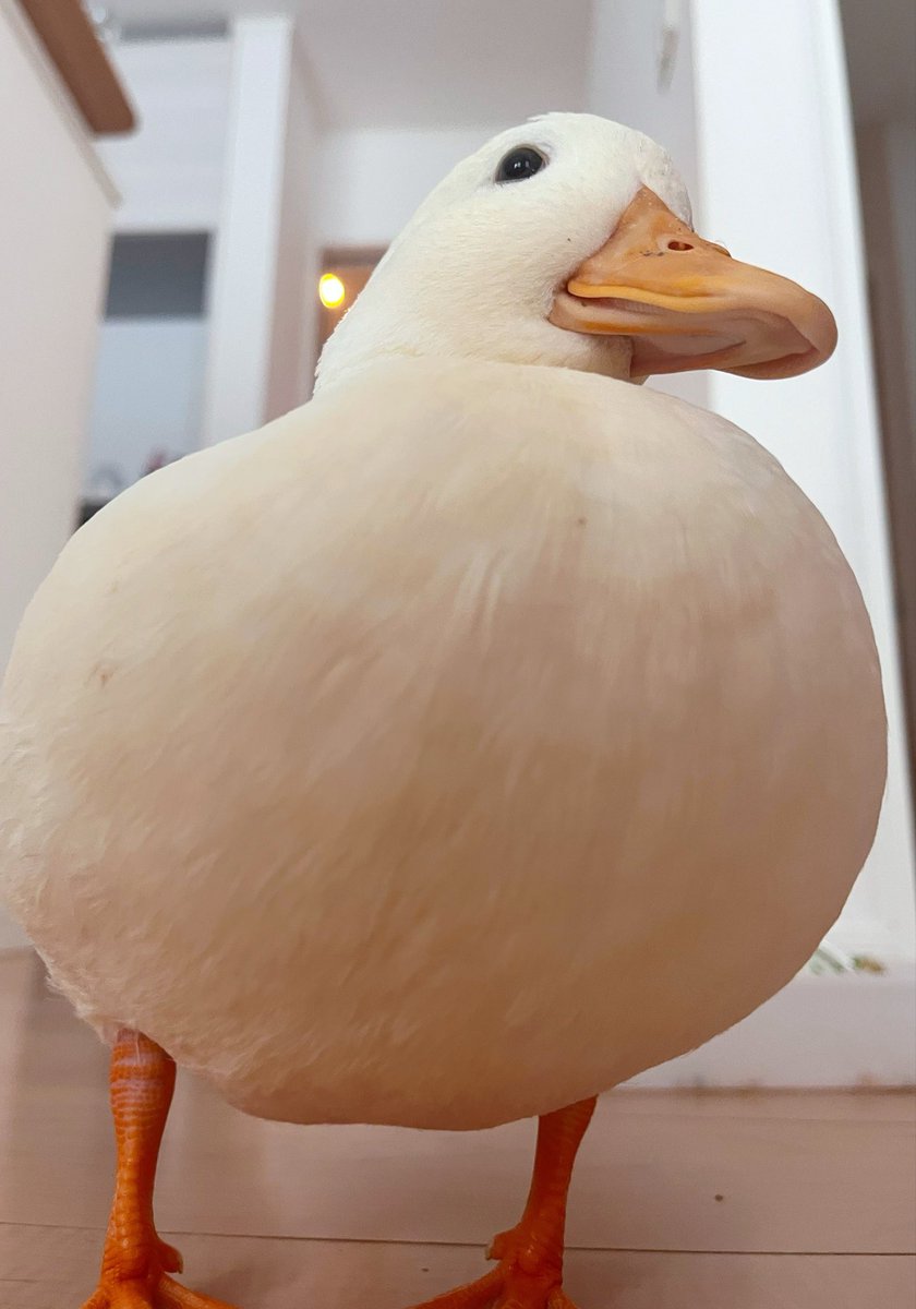 コールダックしろみと従者𓅰 tweet media