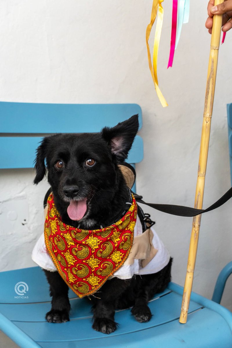 CentralQNoticia's tweet photo. LA PASARELA MAS "PERRONA" CON MOTIVOS OAXAQUEÑOS 🥰🐶
Ésta es la clase de pasarela que supera a cualquiera de alta costura y moda. 🙈🐕❤️
Nota: https://t.co/dnAzfmXSgE
#CentralQNoticias #Oaxaca #Noticias #Perritos #Pasarela #Disfraces
https://t.co/LtmWu6taJ3 https://t.co/afDWaR2Tkh