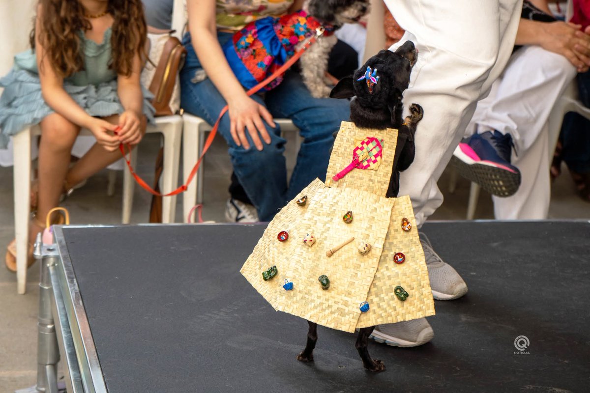 CentralQNoticia's tweet photo. LA PASARELA MAS "PERRONA" CON MOTIVOS OAXAQUEÑOS 🥰🐶
Ésta es la clase de pasarela que supera a cualquiera de alta costura y moda. 🙈🐕❤️
Nota: https://t.co/dnAzfmXSgE
#CentralQNoticias #Oaxaca #Noticias #Perritos #Pasarela #Disfraces
https://t.co/LtmWu6taJ3 https://t.co/afDWaR2Tkh