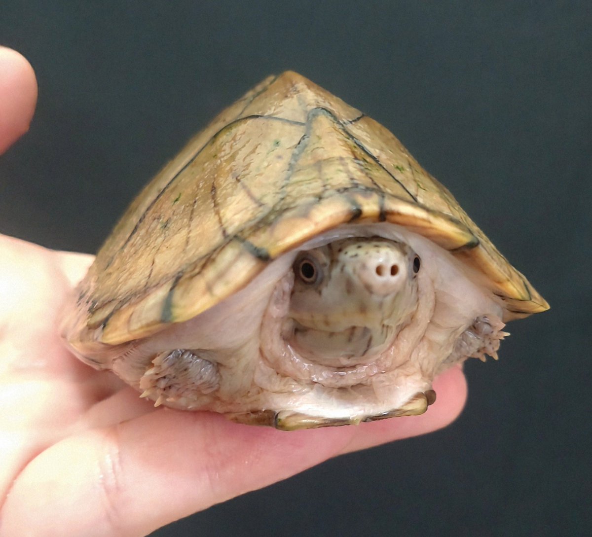 Tetuya 😺🐢🦎 tweet media