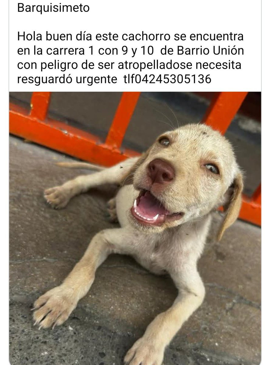 PerroUsuario Wof '•' tweet media