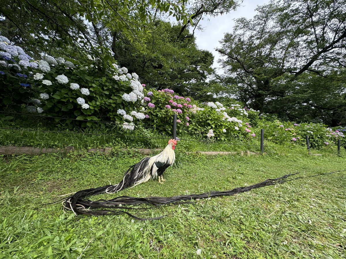 ナンシー・Onagadori tweet media
