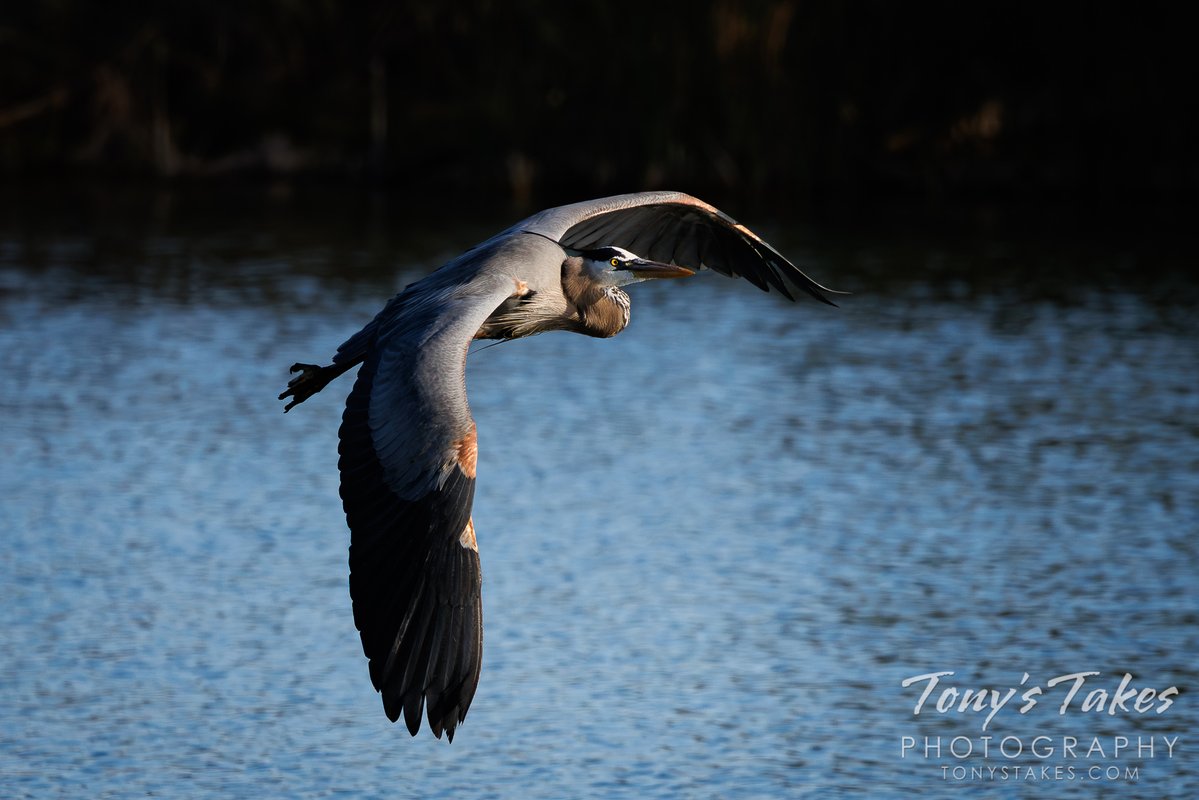 TonysTakes's tweet image. Great blue heron flyby by dawn’s early light. This heron gave a very nice show as it flew by, heading off to new fishing grounds, and the light lit it up nicely.

#heron #greatblueheron #birding #wildlife #wildlifephotography #Colorado