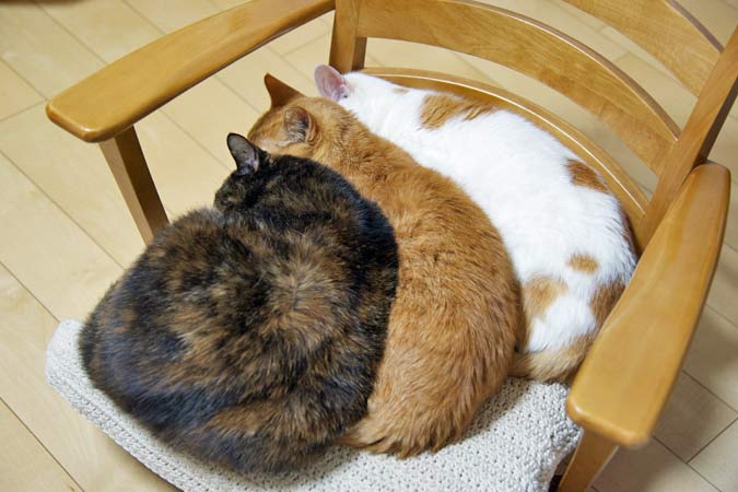 和猫 tweet media