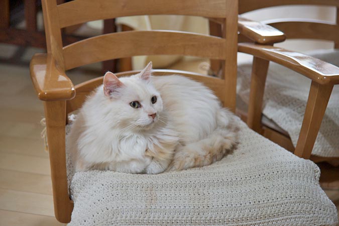 和猫 tweet media