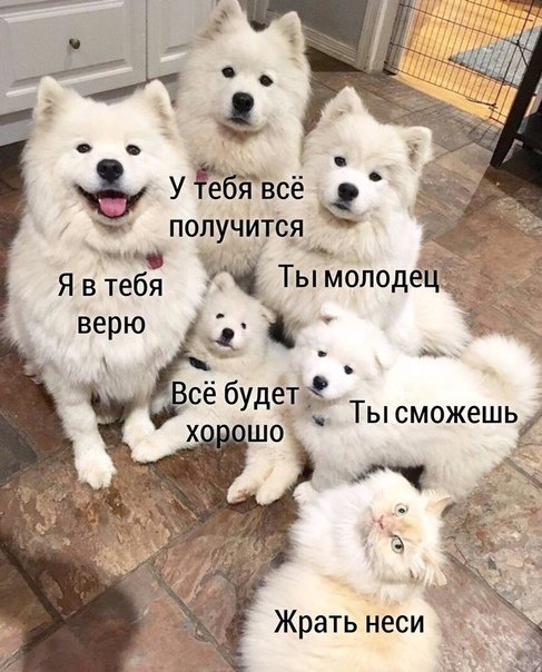 quutamo и квантовая озалупленность tweet media
