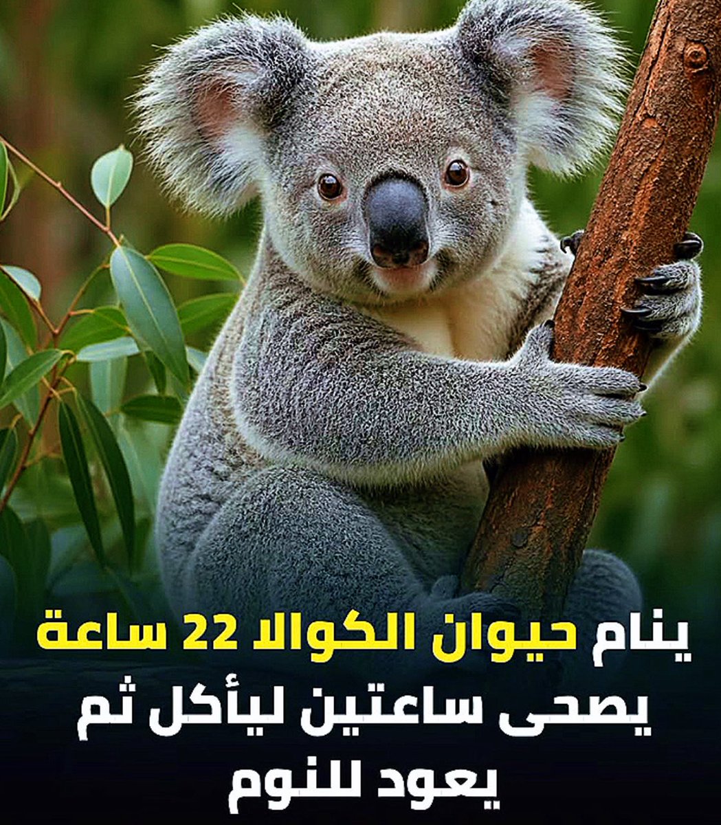 أزل 🪄 tweet media