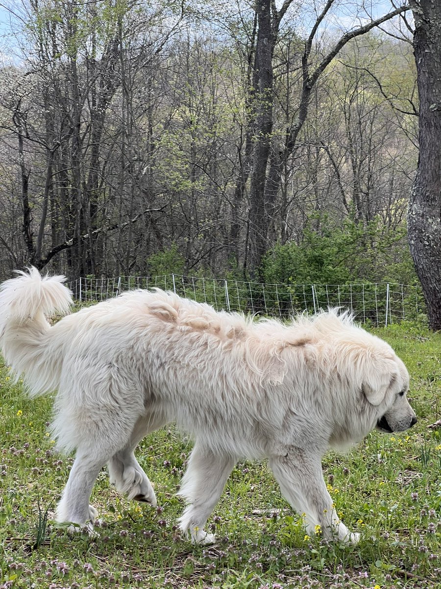 TLMFarming's tweet photo. Benno our Great Pyrenees born in Greensburg Indiana three years ago https://t.co/PRVvVtCj1d