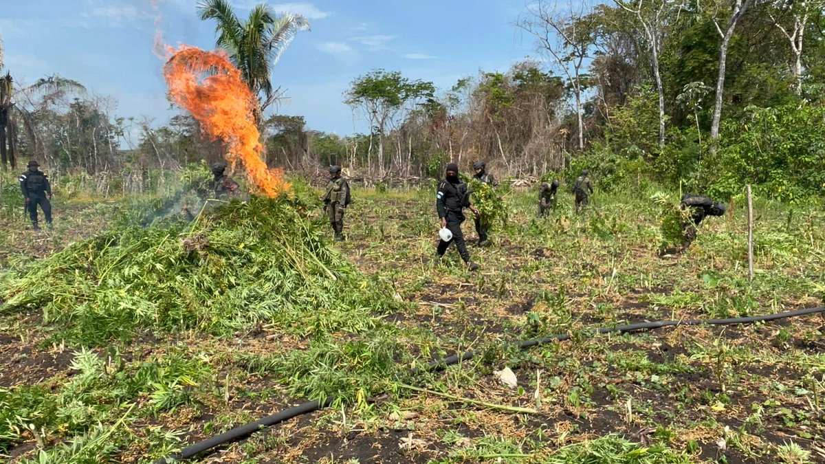 Ejercito_GT's tweet photo. Al servicio de la población guatemalteca. 🫡🇬🇹

El Ejército de Guatemala, en coordinación interinstitucional con las fuerzas de seguridad civil, localizó y erradicó plantaciones de marihuana en el municipio de Las Cruces, #Petén.

Durante la operación se incineraron un total de 110,068 matas de marihuana. Estas acciones forman parte de las estrategias implementadas por el Gobierno de Guatemala en la lucha frontal contra el crimen organizado transnacional, fortaleciendo la seguridad y el Estado de Derecho en el país.

#EjércitoGT
#AlPuebloDignoSeLeResponde
