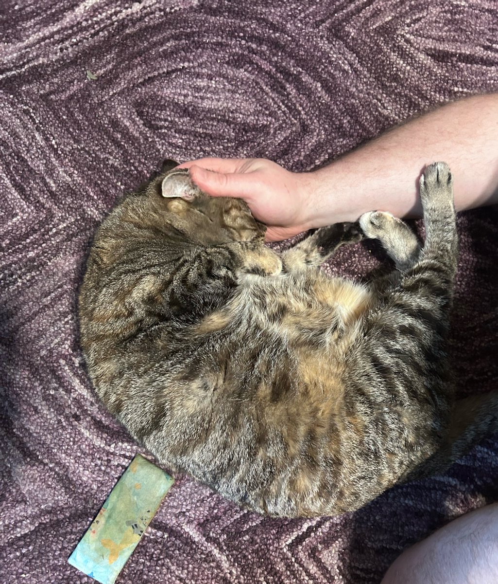 Ellie Belly tweet media