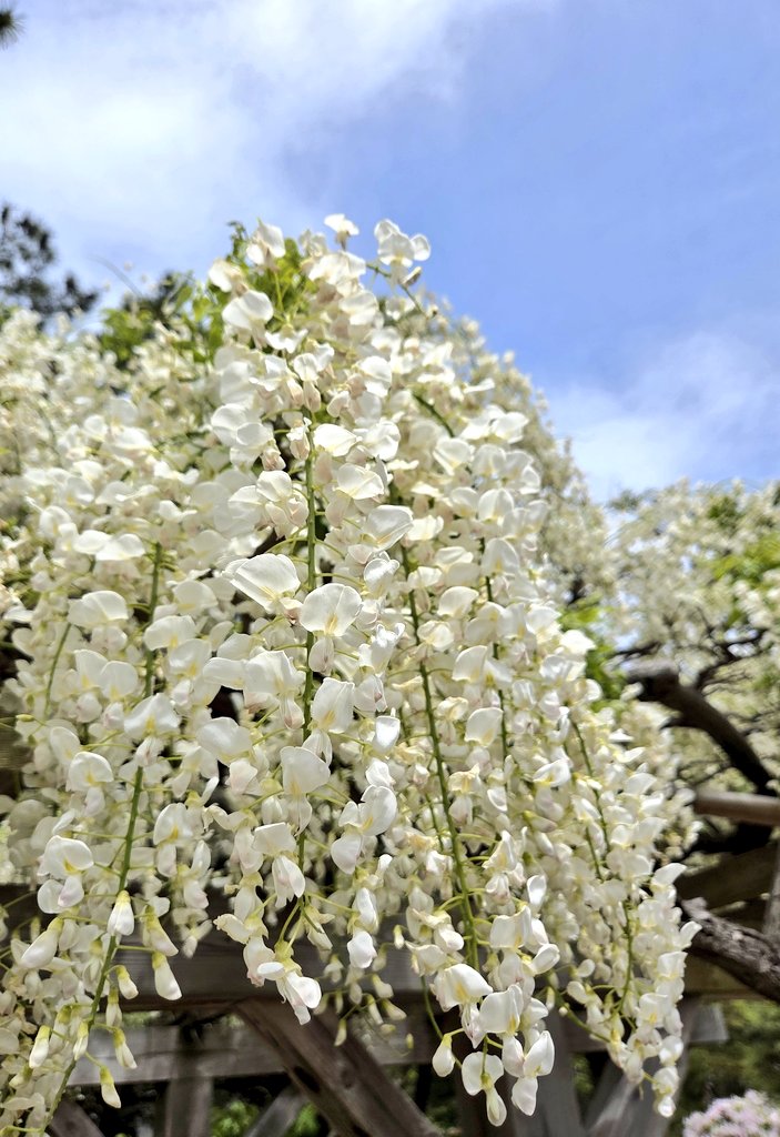 おはようございます🍀
お出かけ中の1枚
白い藤の花の香りがすごかったです✨