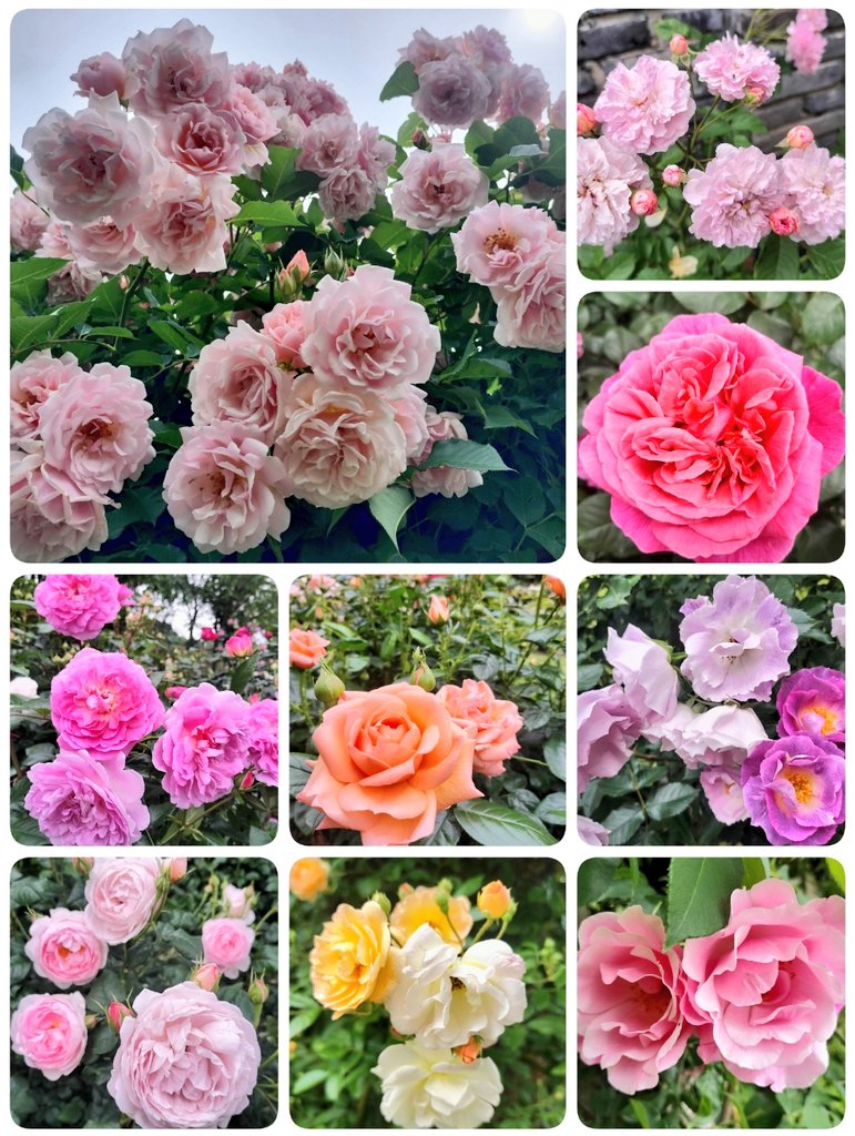 🌸まりりん🌸(sakura) tweet media