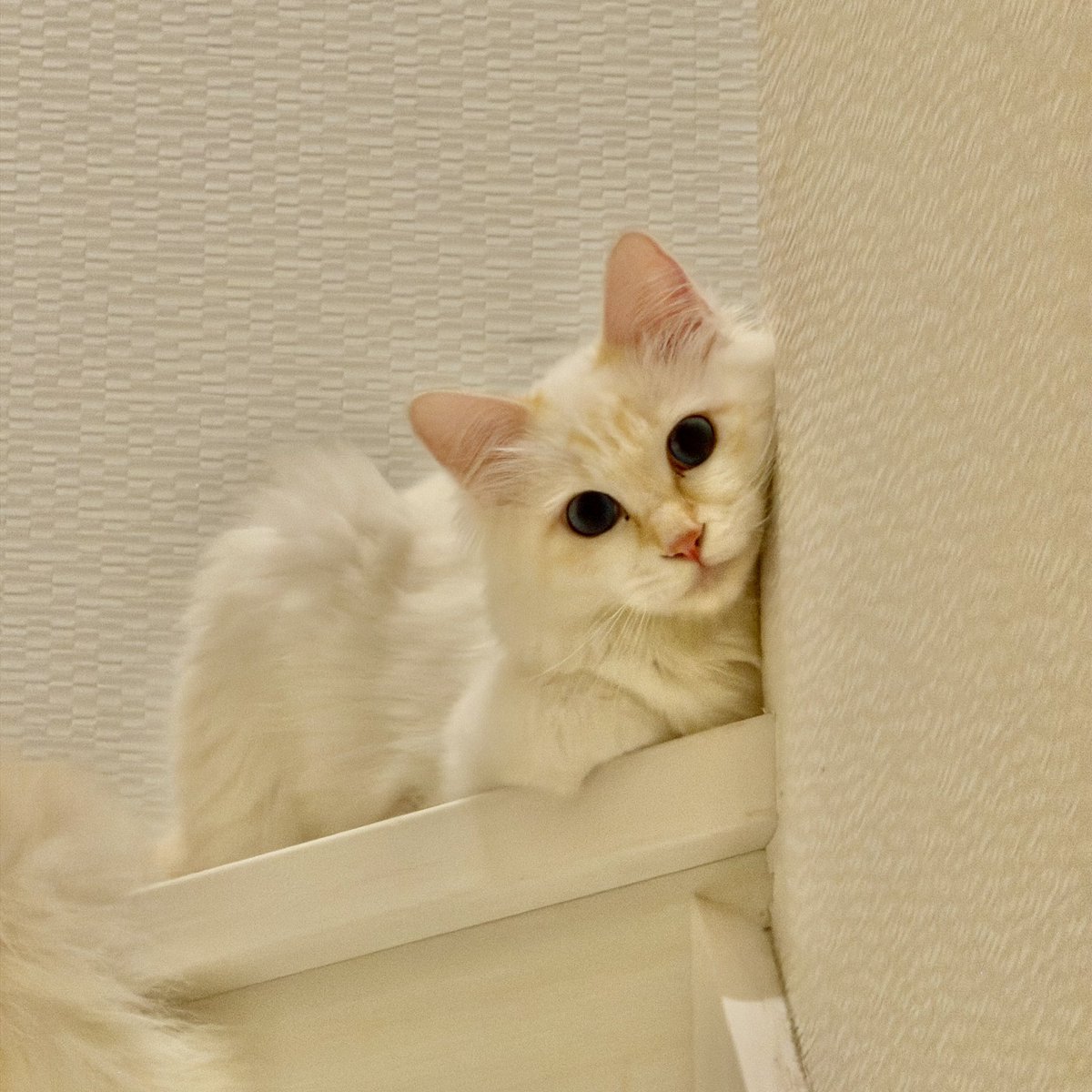 sogeking8810's tweet photo. 可愛さのバーストストリーム🐱💓
#猫のいる暮らし #BEWD https://t.co/U7v4aM5oCy
