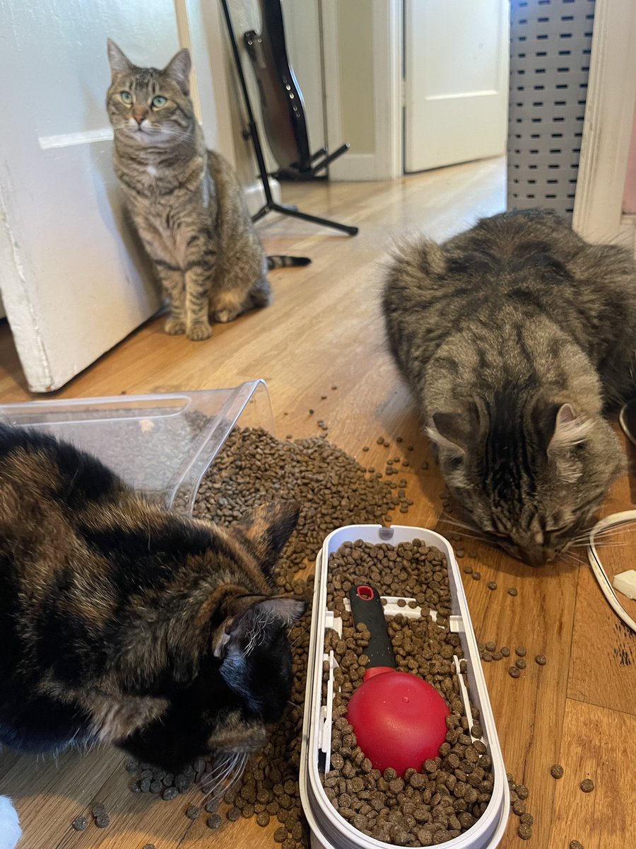 Andrea56822453's tweet image. #PostAFavPic4VioletMay26 
Day 3: scrapbook 
My scrapbook is less memories and more documented crimes.
Page 1: plant destruction
Page 2: food theft 
Page 3: innocent face after everything 😇
                     ❤️Sunny❤️

#CatsOfX #CatsOfTwitter #SundayFunday