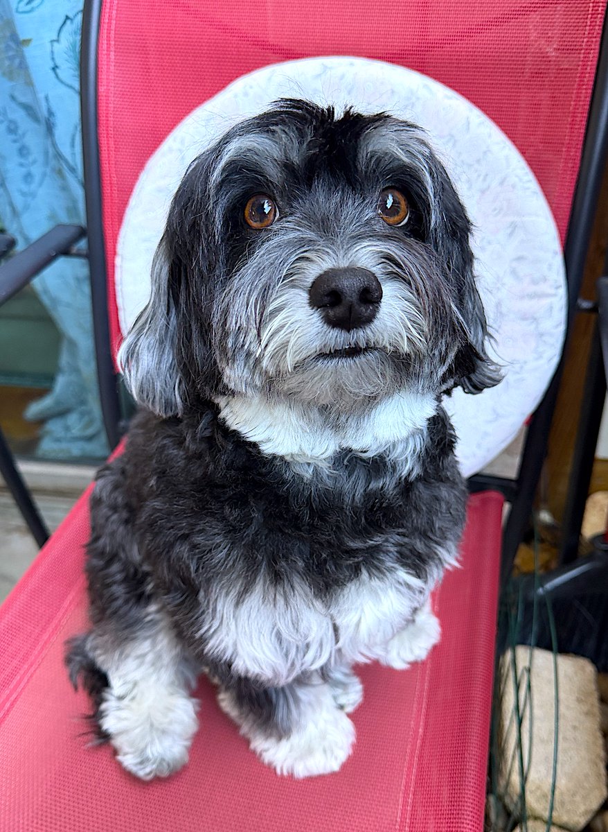 Jacky Pup⭐️ tweet media