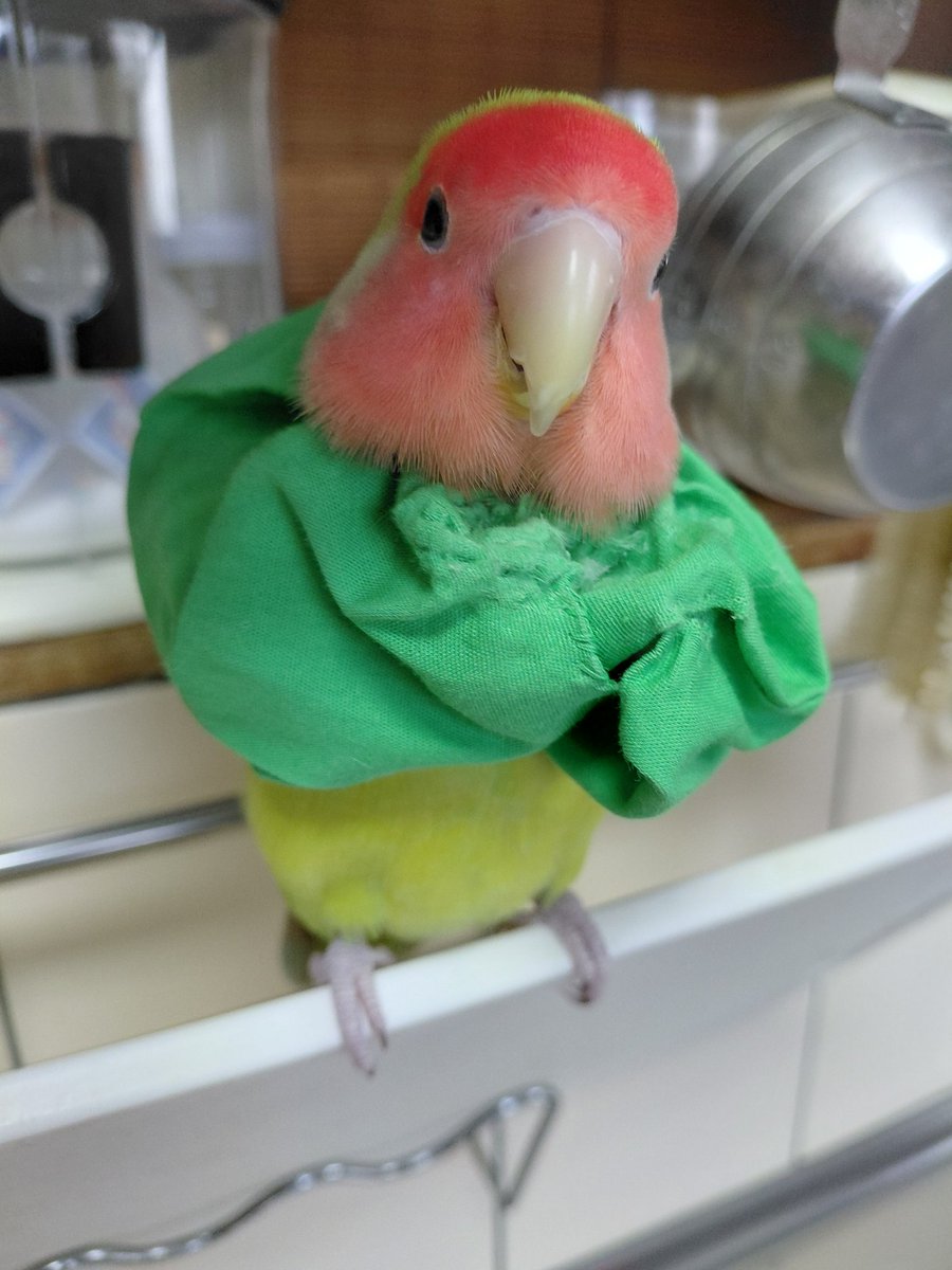 ko-ji tweet media
